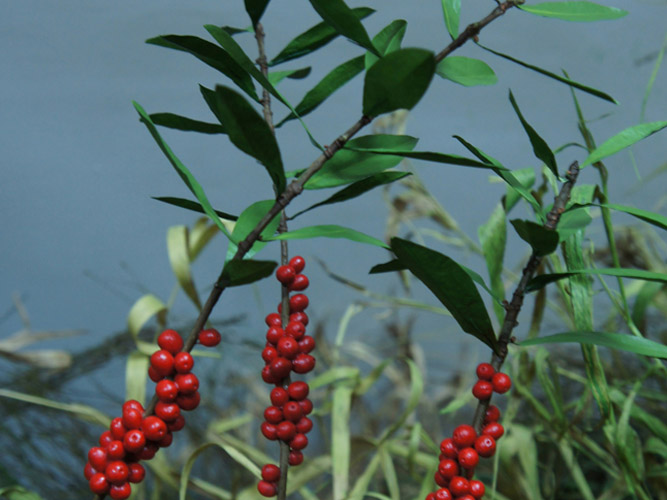 Zdjęcie: wawrzynek wilczelyko jesien.jpg